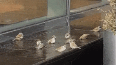 비오는날 목욕하는 참새들
